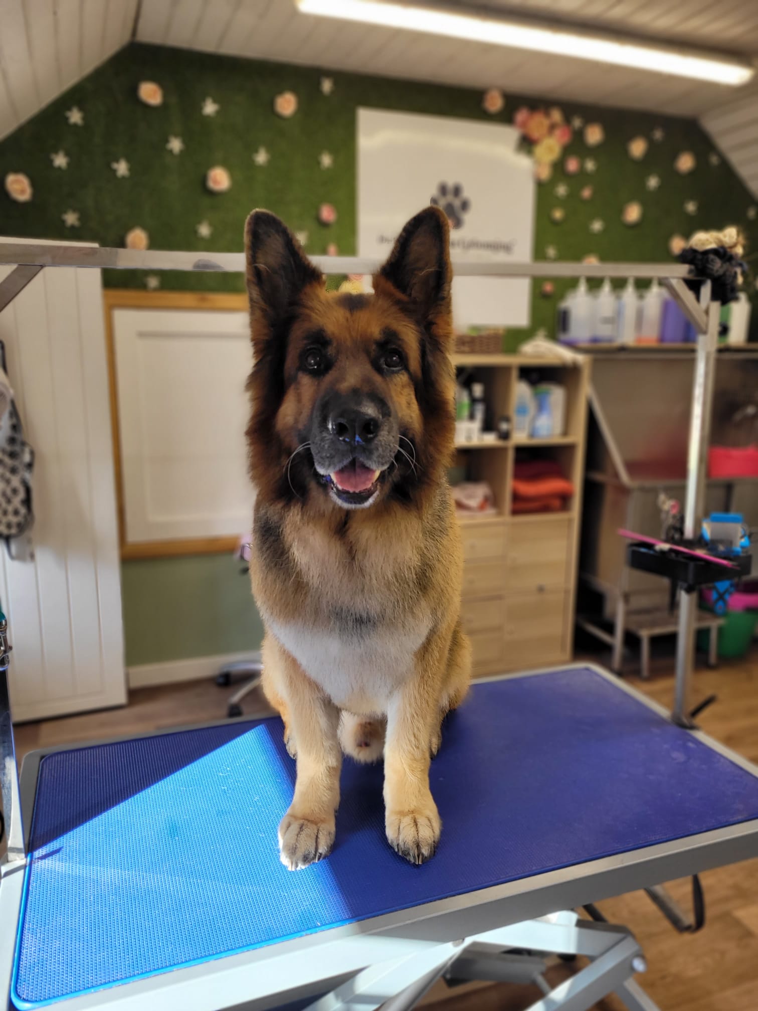 Dog grooming photo 4