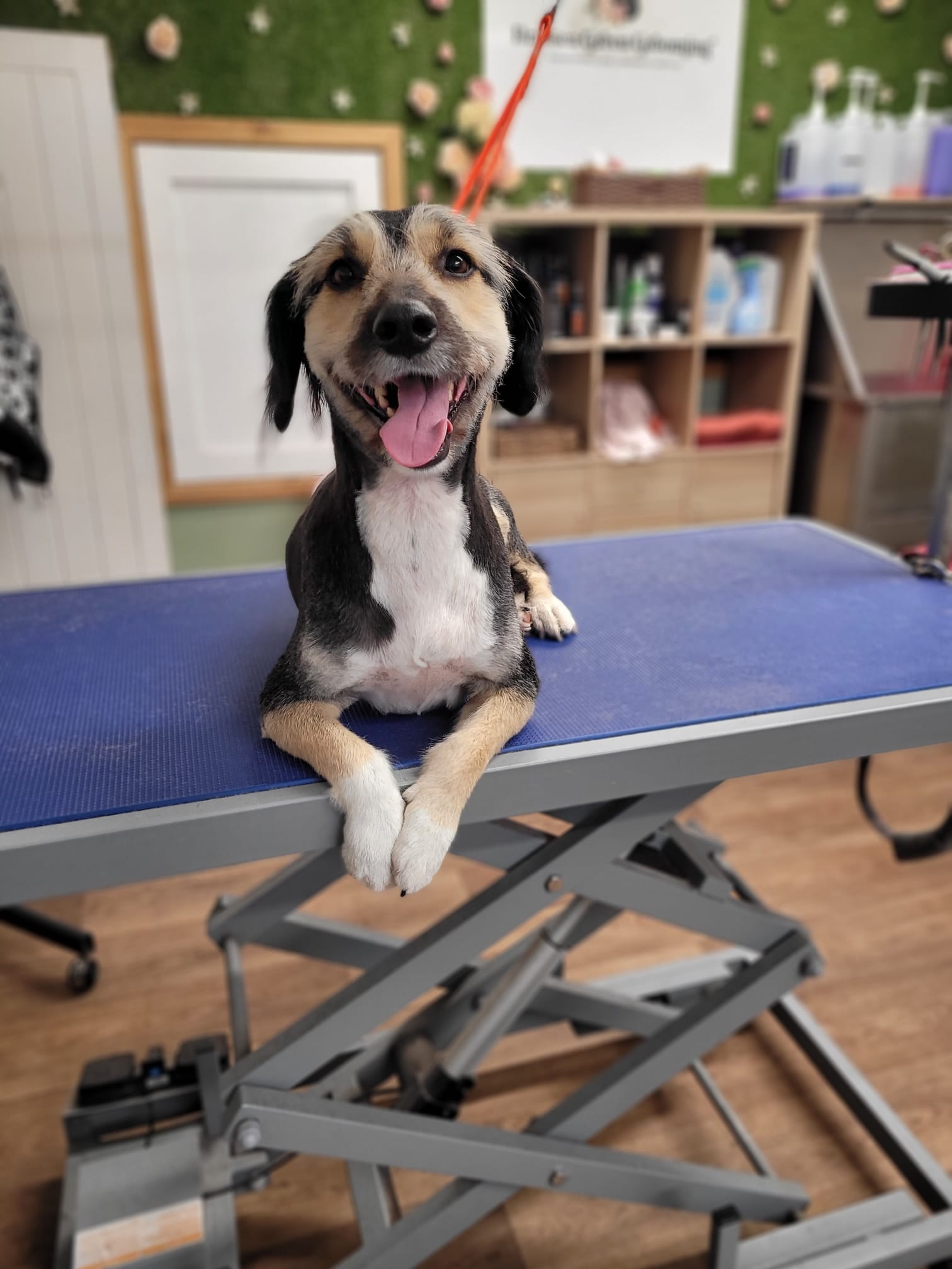 Dog grooming photo 7