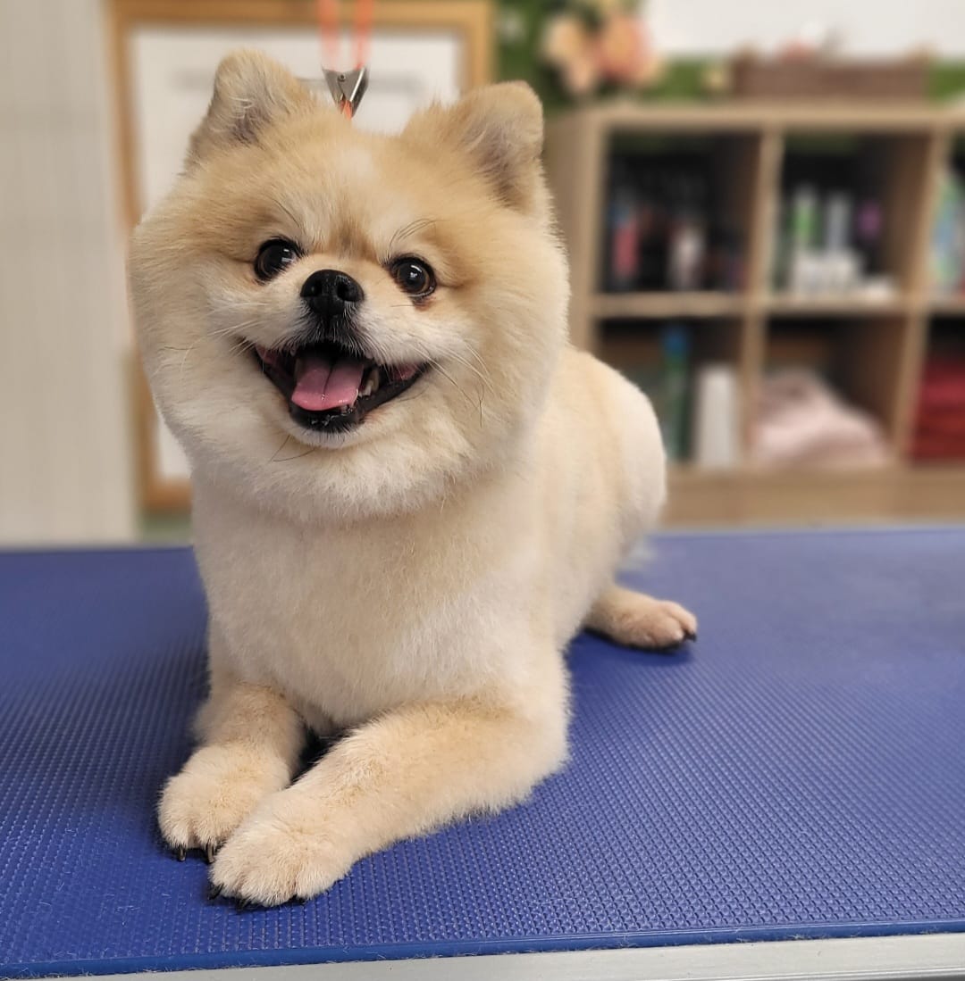 Dog grooming photo 13