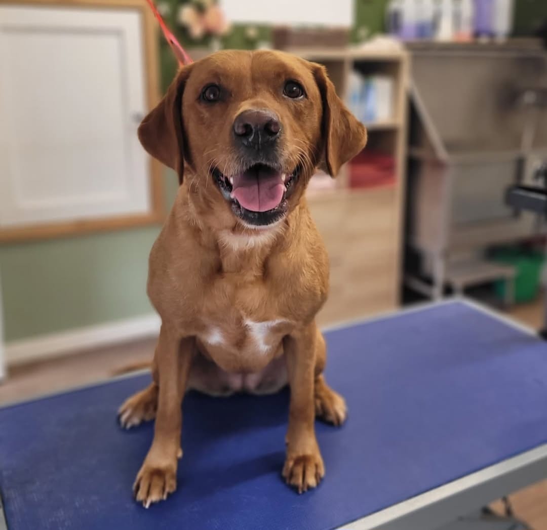 Dog grooming photo 14