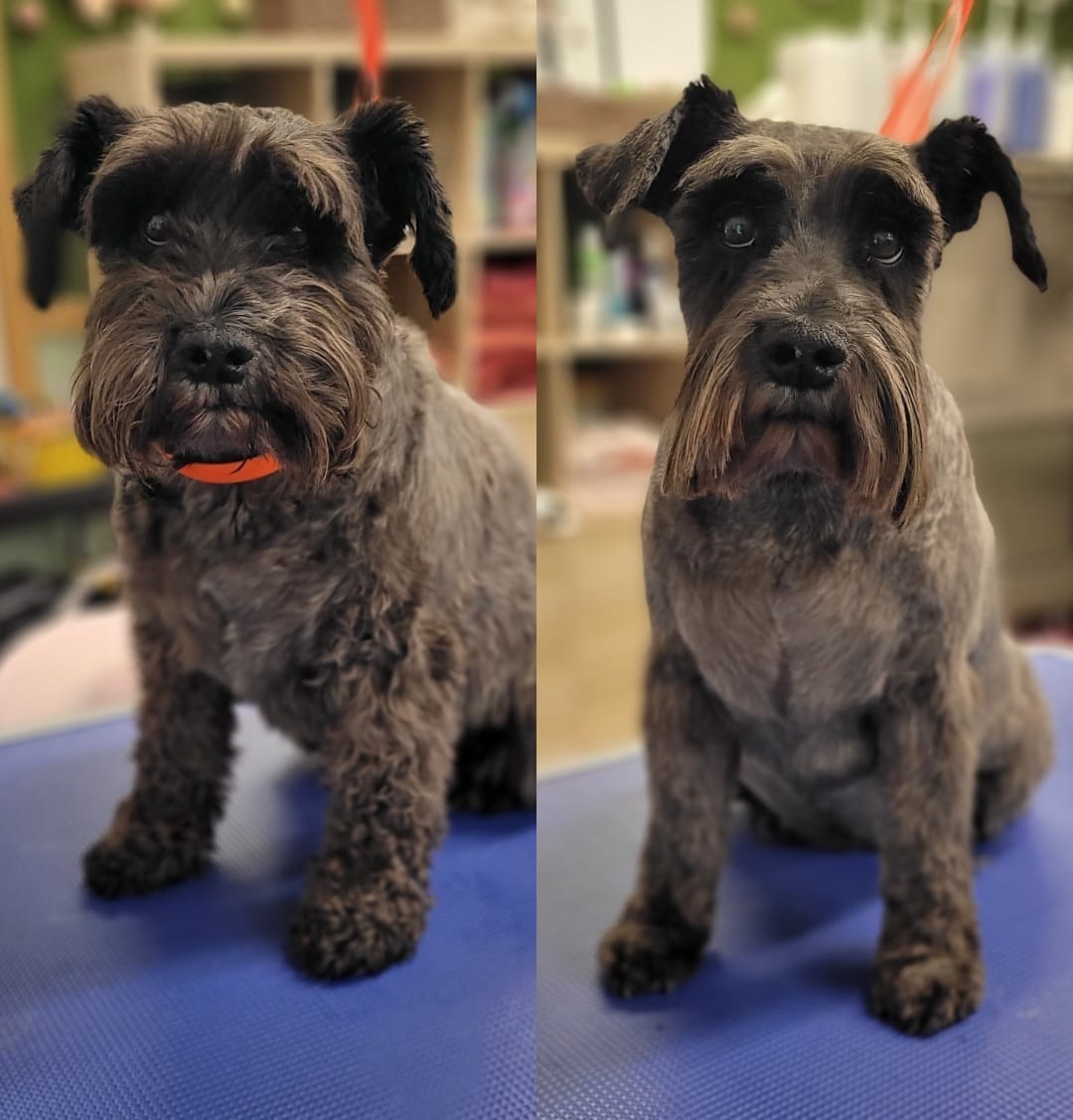 Dog grooming photo 11