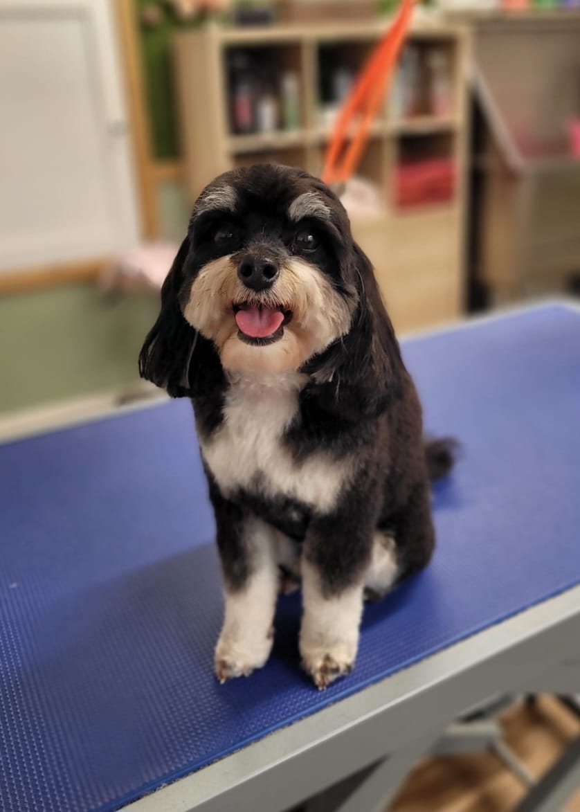 Dog grooming photo 8