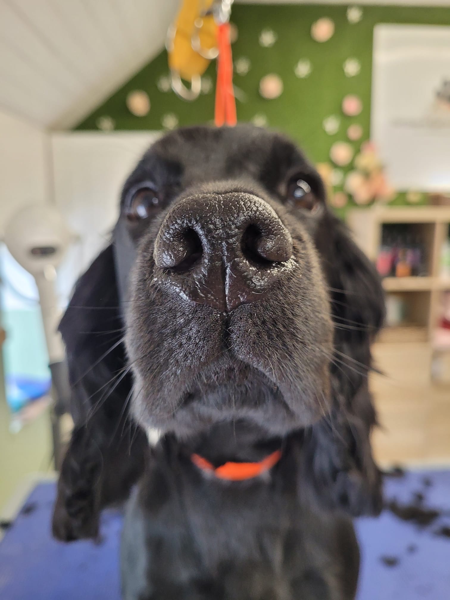 Dog grooming photo 3