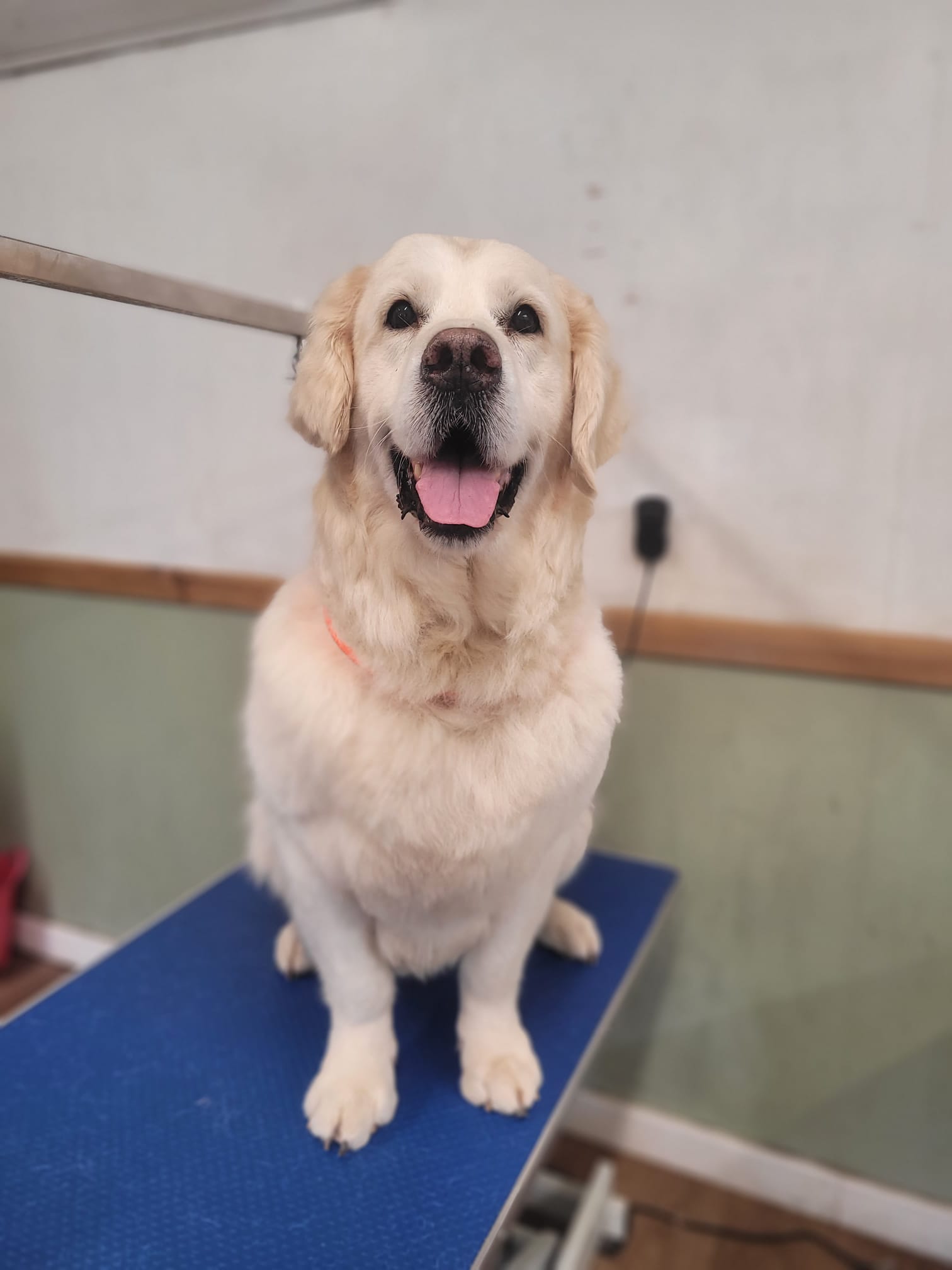 Dog grooming photo 5