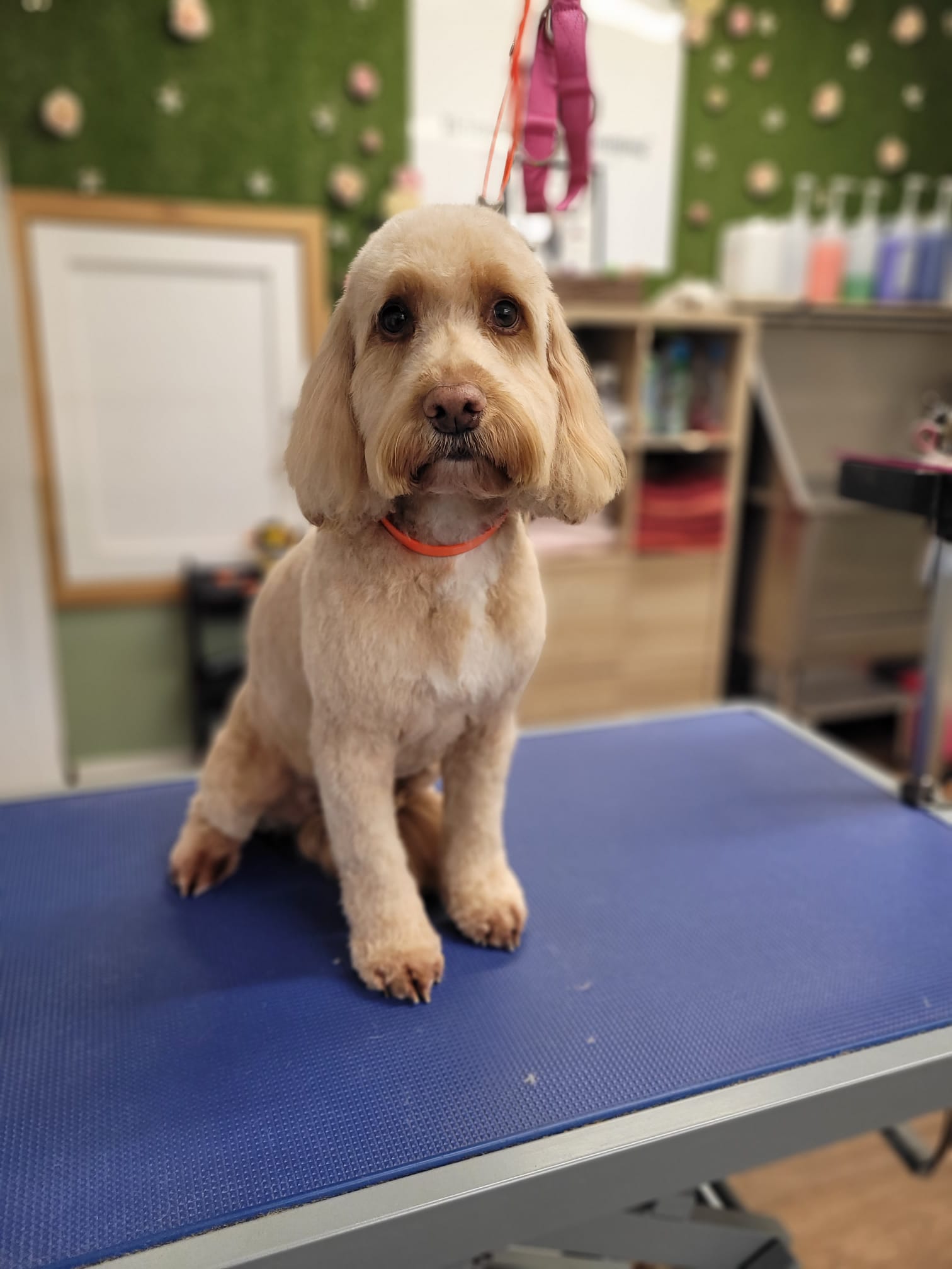 Dog grooming photo 6