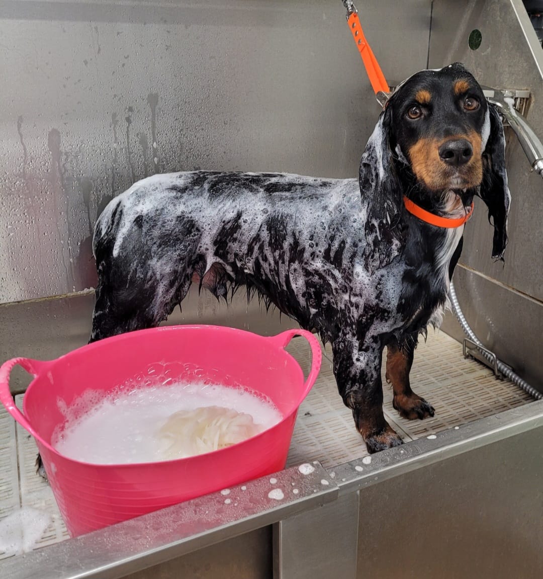 Dog grooming photo 9