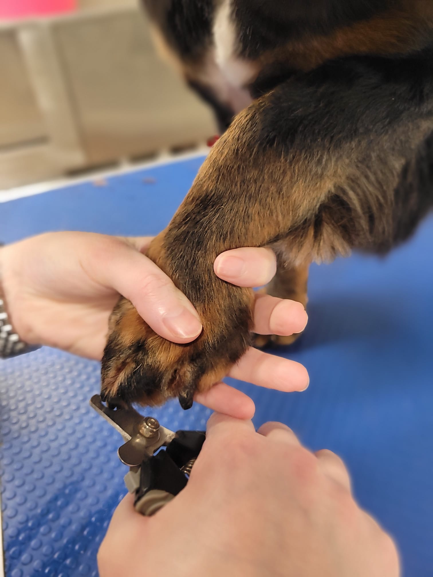 Dog grooming photo 15