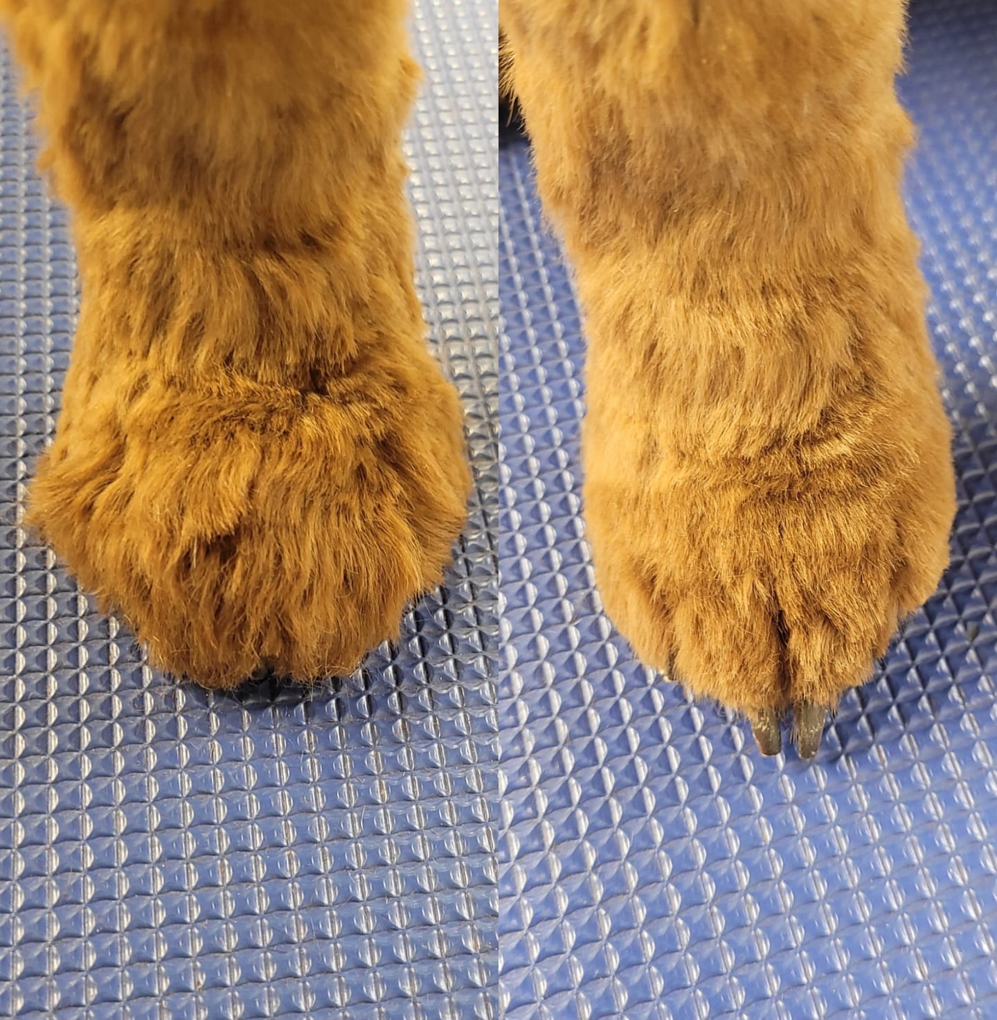 Dog grooming photo 12