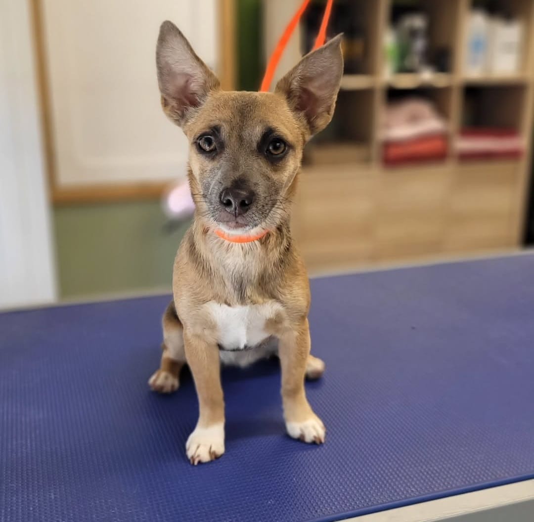 Dog grooming photo 10