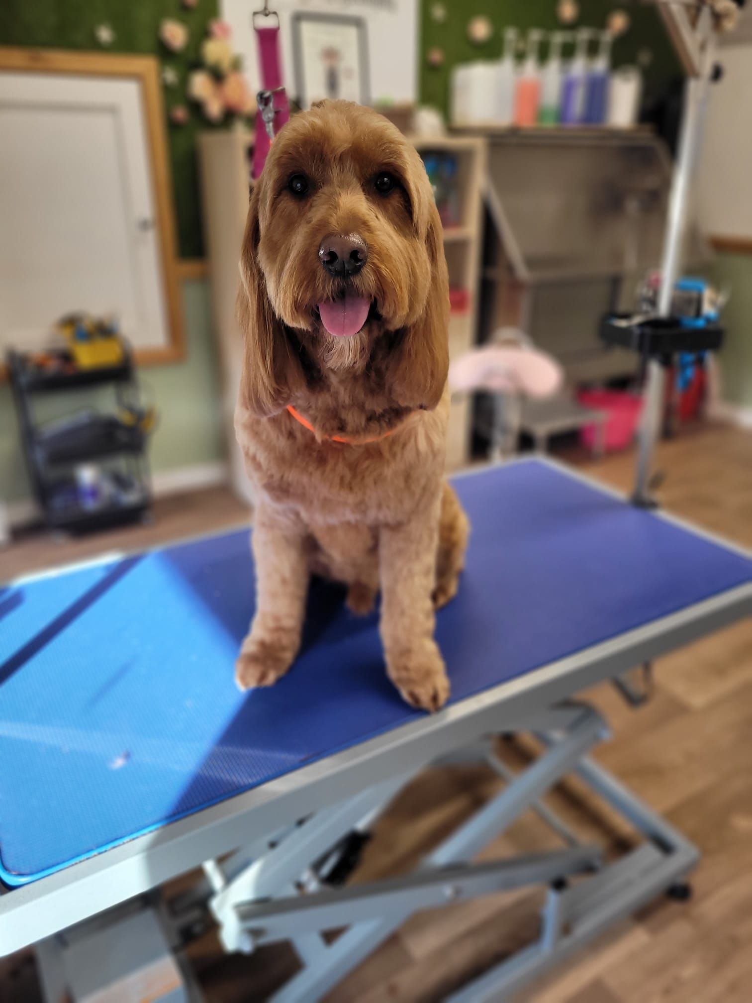 Dog grooming photo 1