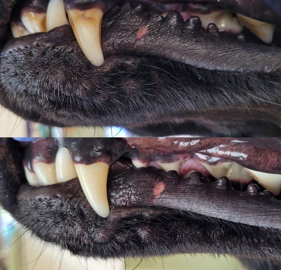 Dog grooming photo 16