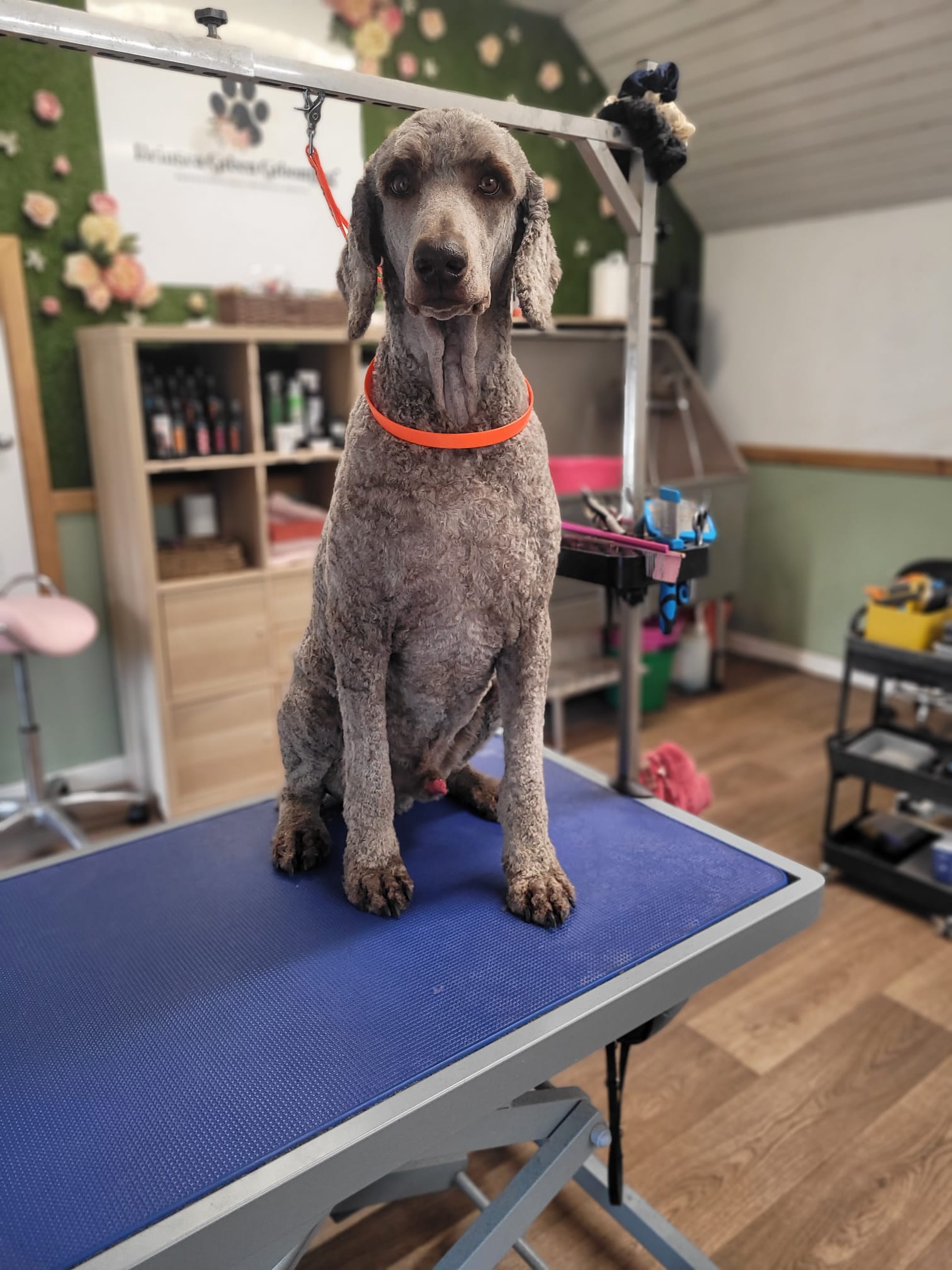 Dog grooming photo 2